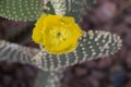 Yellow cactus flower. Royalty Free Stock Photo