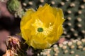 Yellow cactus flower. Royalty Free Stock Photo