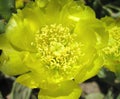 Yellow cactus flower, Egypt Royalty Free Stock Photo