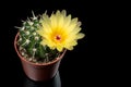 Yellow Cactus Flower