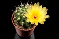 Yellow Cactus Flower