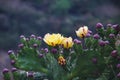 Yellow cactus flower. Lobesa. Punakha District of Bhutan Royalty Free Stock Photo