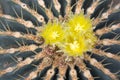 Yellow cactus flower Royalty Free Stock Photo