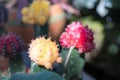 Yellow Cactus flower macro shot with blur background Royalty Free Stock Photo