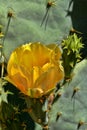 Yellow cactus flower, Matopos National Park, Zimbabwe Royalty Free Stock Photo