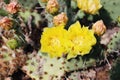 Yellow cactus flower in Royalty Free Stock Photo