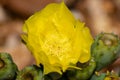 Yellow cactus flower Royalty Free Stock Photo