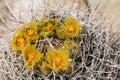 Yellow cactus flowers.