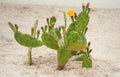 Yellow Cactus flowers and buds in desert. Royalty Free Stock Photo