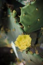 Yellow cactus flowers Royalty Free Stock Photo
