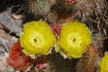 Yellow Cactus Flowers