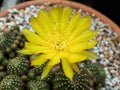 Yellow cactus flowers