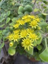 Yellow cactus flowers 