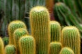 Yellow Cactus plant at cactus farm or call Eriocactus leninghausii cactus , Tropical Plant backdrop and beautiful detail Royalty Free Stock Photo