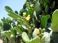 Yellow cactus sunny summer day Royalty Free Stock Photo