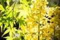 Yellow calanthe and maple Royalty Free Stock Photo