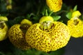 Yellow Calceolaria, also called lady\'s purse, slipper flower and pocketbook flower, or slipperwort, close up. Royalty Free Stock Photo