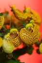 Yellow Calceolaria, also called lady\'s purse, slipper flower and pocketbook flower, or slipperwort, close up. Royalty Free Stock Photo