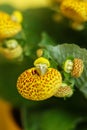 Yellow Calceolaria, also called lady\'s purse, slipper flower and pocketbook flower, or slipperwort Royalty Free Stock Photo