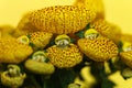 Yellow Calceolaria, also called lady\'s purse, slipper flower and pocketbook flower, or slipperwort Royalty Free Stock Photo