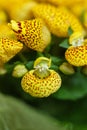 Yellow Calceolaria, also called lady\'s purse, slipper flower and pocketbook flower, or slipperwort Royalty Free Stock Photo