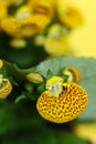 Yellow Calceolaria, also called lady\'s purse, slipper flower and pocketbook flower, or slipperwort Royalty Free Stock Photo