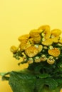 Yellow Calceolaria, also called lady\'s purse, slipper flower and pocketbook flower, or slipperwort Royalty Free Stock Photo