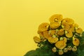 Yellow Calceolaria, also called lady\'s purse, slipper flower and pocketbook flower, or slipperwort