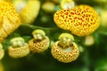 Yellow Calceolaria, also called lady\'s purse, slipper flower and pocketbook flower, or slipperwort Royalty Free Stock Photo