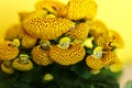 Yellow Calceolaria, also called lady\'s purse, slipper flower and pocketbook flower, or slipperwort Royalty Free Stock Photo