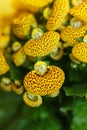 Yellow Calceolaria, also called lady\'s purse, slipper flower and pocketbook flower, or slipperwort