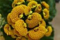 Yellow Calceolaria, also called lady\'s purse, slipper flower and pocketbook flower, or slipperwort