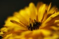 Yellow calendula