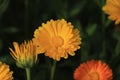 Yellow calendula flower blooming in garden Royalty Free Stock Photo