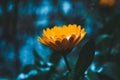 Yellow calendula flower Royalty Free Stock Photo