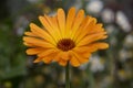 Yellow calendula flower