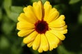 Yellow calendula flower Royalty Free Stock Photo