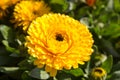 Yellow calendula flower Royalty Free Stock Photo