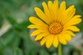 Yellow calendula flower in a field Royalty Free Stock Photo