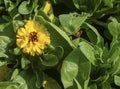 Yellow Calendula flower in a garden Royalty Free Stock Photo