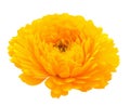 Yellow calendula flower Royalty Free Stock Photo