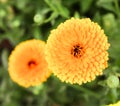 Yellow calendula flowers in Curzon hall garden of Dhaka city