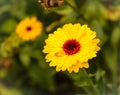 Yellow calendula flowers in green background in Curzon Hall in Dhaka University area