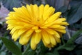 Yellow calendula in its maximum splendor Royalty Free Stock Photo