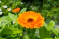 Yellow calendula macro summer in a garden