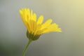 Yellow Calendula officinalis flower Royalty Free Stock Photo
