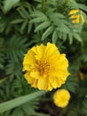 Yellow Calendula Officinalis Flowers in the park