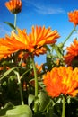 Yellow calendulas on wide field