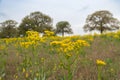 Yellow California Goldenrod flowers in a field with trees Royalty Free Stock Photo