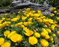 Yellow California Poppies Royalty Free Stock Photo